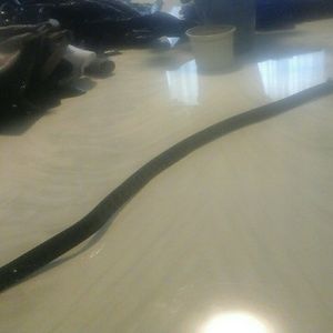 A Black Belt size 12